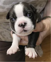 Benji, a male Boston Terrier for sale in Bend, OR – 1 of 4