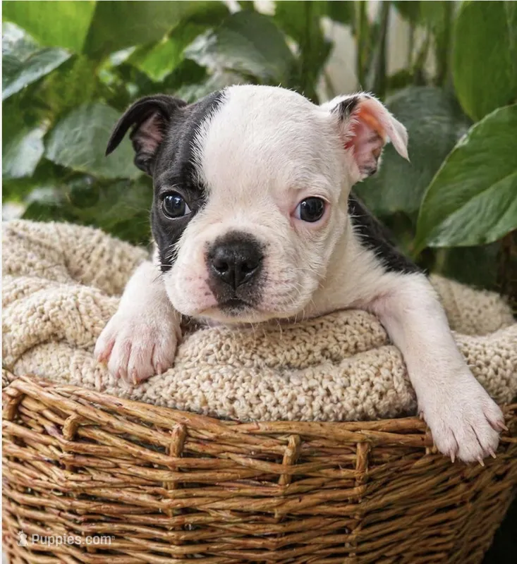 Bentley – Boston Terrier puppy for sale in Bend, OR