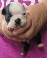 Bentley, a male Boston Terrier for sale in Bend, OR – Photo 2 of 3