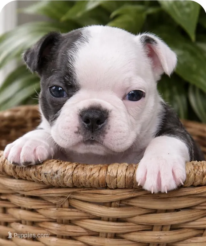 Bentley – Boston Terrier puppy for sale in Bend, OR