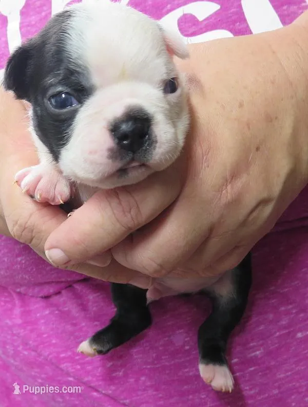 Bentley – Boston Terrier puppy for sale in Bend, OR