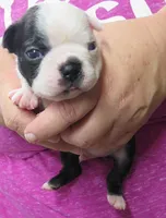 Bentley, a male Boston Terrier for sale in Bend, OR – Photo 1 of 3