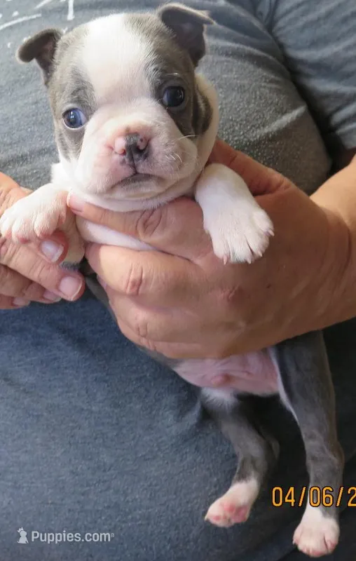 Toby – Boston Terrier puppy for sale in Bend, OR