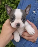 Toby, a male Boston Terrier for sale in Bend, OR – Photo 1 of 2