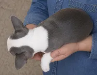 Toby, a male Boston Terrier for sale in Bend, OR – Photo 2 of 2