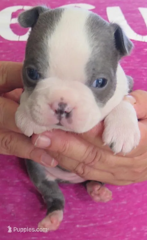 Toby – Boston Terrier puppy for sale in Bend, OR