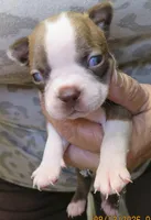 Murphy, a male Boston Terrier for sale in Bend, OR – 1 of 4