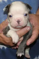 Cappy, a male Boston Terrier for sale in Bend, OR – Photo 2 of 4