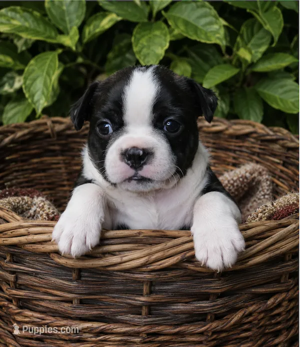 Benji – Boston Terrier puppy for sale in Bend, OR