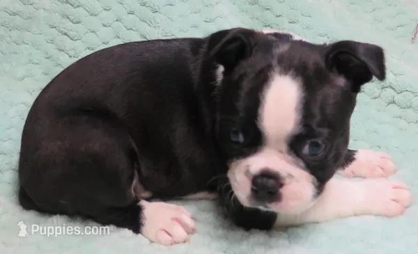 Paxton – Boston Terrier puppy for sale in Bend, OR