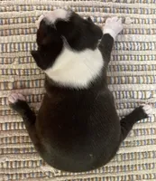 Sweetie, a female Boston Terrier for sale in Bend, OR – 2 of 5