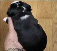 Tank, a male Boston Terrier for sale in Bend, OR – 2 of 4
