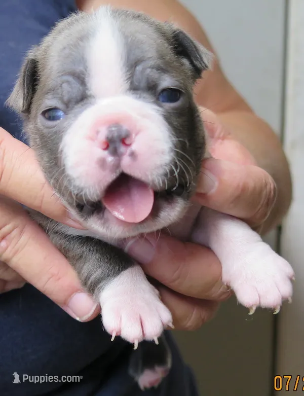 Harper – Boston Terrier puppy for sale in Bend, OR