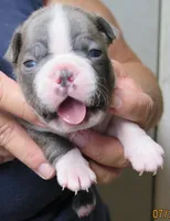 Harper, a male Boston Terrier for sale in Bend, OR – 1 of 2
