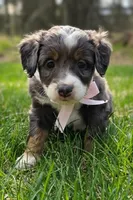 Talkeetna , a female Miniature Bernedoodle for sale in Kenai, AK – 4 of 6