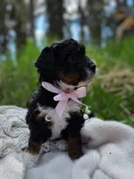 Cordova, a female Miniature Bernedoodle for sale in Kenai, AK – 3 of 5
