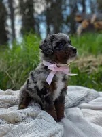 Bethel , a female Miniature Bernedoodle for sale in Kenai, AK – 5 of 5