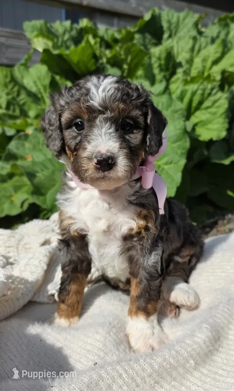 Juneau – Miniature Bernedoodle puppy for sale in Kenai, AK
