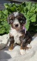 Juneau, a female Miniature Bernedoodle for sale in Kenai, AK – 1 of 4