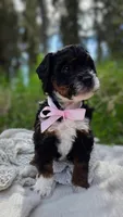 Cordova, a female Miniature Bernedoodle for sale in Kenai, AK – 4 of 5