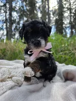 Cordova, a female Miniature Bernedoodle for sale in Kenai, AK – 5 of 5
