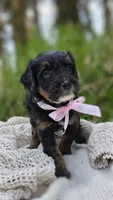 Kenai, a female Miniature Bernedoodle for sale in Kenai, AK – 3 of 6