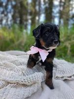 Kenai, a female Miniature Bernedoodle for sale in Kenai, AK – 6 of 6