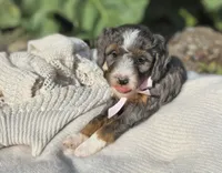 Juneau, a female Miniature Bernedoodle for sale in Kenai, AK – 2 of 4