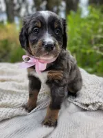Seldovia , a female Miniature Bernedoodle for sale in Kenai, AK – 1 of 4