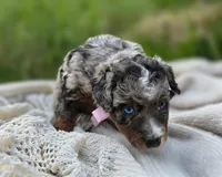 Bethel , a female Miniature Bernedoodle for sale in Kenai, AK – 4 of 5
