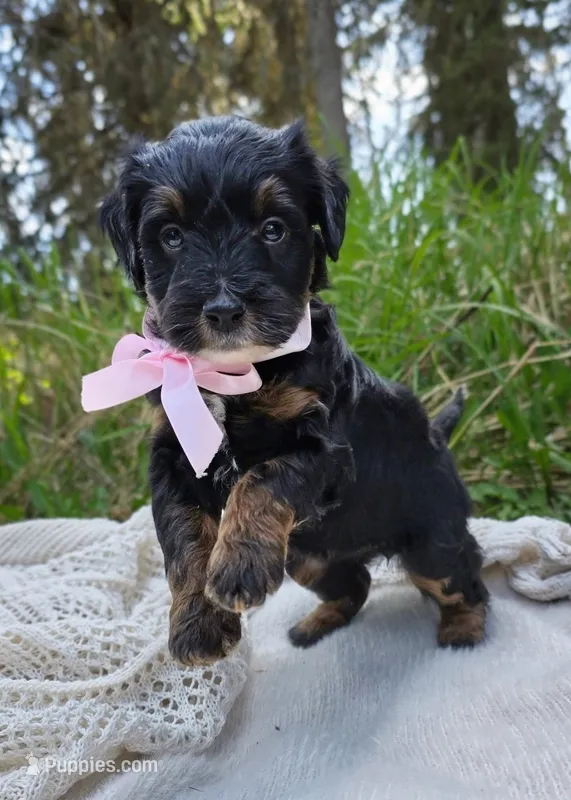 Kenai – Miniature Bernedoodle puppy for sale in Kenai, AK