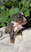 Juneau, a female Miniature Bernedoodle for sale in Kenai, AK – 3 of 4