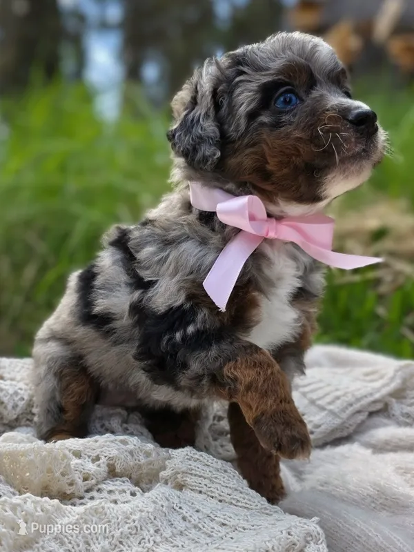 Bethel  – Miniature Bernedoodle puppy for sale in Kenai, AK
