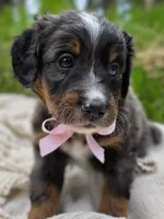 Seldovia , a female Miniature Bernedoodle for sale in Kenai, AK – 4 of 4