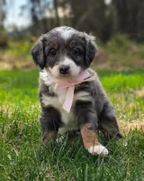 Talkeetna , a female Miniature Bernedoodle for sale in Kenai, AK – 6 of 6