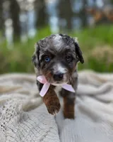 Bethel , a female Miniature Bernedoodle for sale in Kenai, AK – 2 of 5