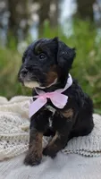 Kenai, a female Miniature Bernedoodle for sale in Kenai, AK – 2 of 6