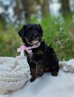 Kenai, a female Miniature Bernedoodle for sale in Kenai, AK – 4 of 6