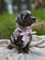 Bethel , a female Miniature Bernedoodle for sale in Kenai, AK – 3 of 5