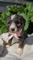 Juneau, a female Miniature Bernedoodle for sale in Kenai, AK – 4 of 4