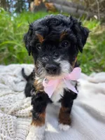 Cordova, a female Miniature Bernedoodle for sale in Kenai, AK – 2 of 5