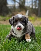 Talkeetna , a female Miniature Bernedoodle for sale in Kenai, AK – 3 of 6