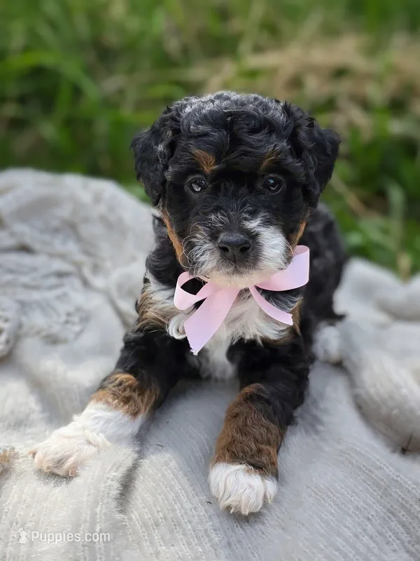 Cordova – Miniature Bernedoodle puppy for sale in Kenai, AK