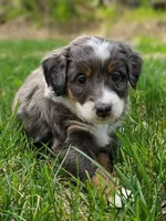 Talkeetna , a female Miniature Bernedoodle for sale in Kenai, AK – 2 of 6