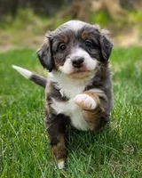 Talkeetna , a female Miniature Bernedoodle for sale in Kenai, AK – 5 of 6