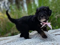 Kenai, a female Miniature Bernedoodle for sale in Kenai, AK – 5 of 6
