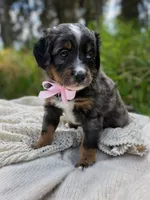 Seldovia , a female Miniature Bernedoodle for sale in Kenai, AK – 2 of 4