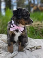 Seldovia , a female Miniature Bernedoodle for sale in Kenai, AK – 3 of 4
