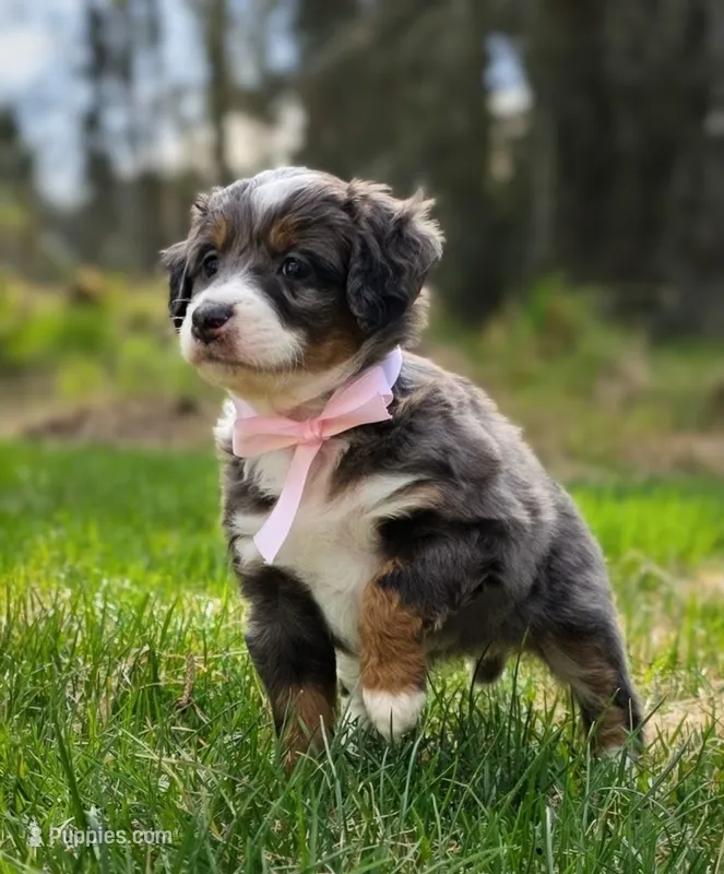 Talkeetna  – Miniature Bernedoodle puppy for sale in Kenai, AK