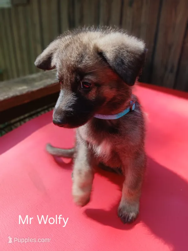 Mr Wolfy – German Shepherd Dog puppy for sale in Summerfield, NC
